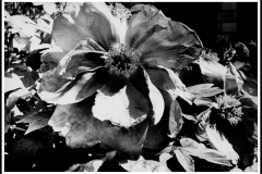 daido_4_1-scaled