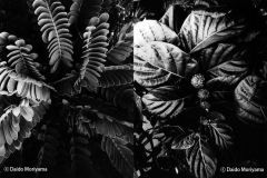 Hawaiisamp_04